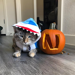 NACOCO dog shark costume back view emphasizing fins and tail for playful moments.