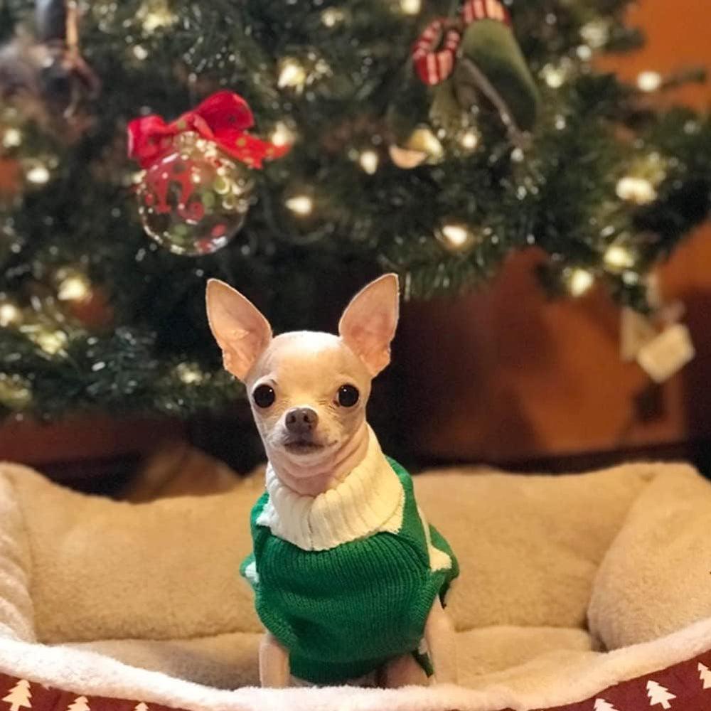 NACOCO dog sweater holiday setup, festive ambience for photos.