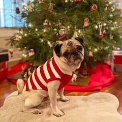 NACOCO dog sweater back view—full-coverage comfort for celebrations.