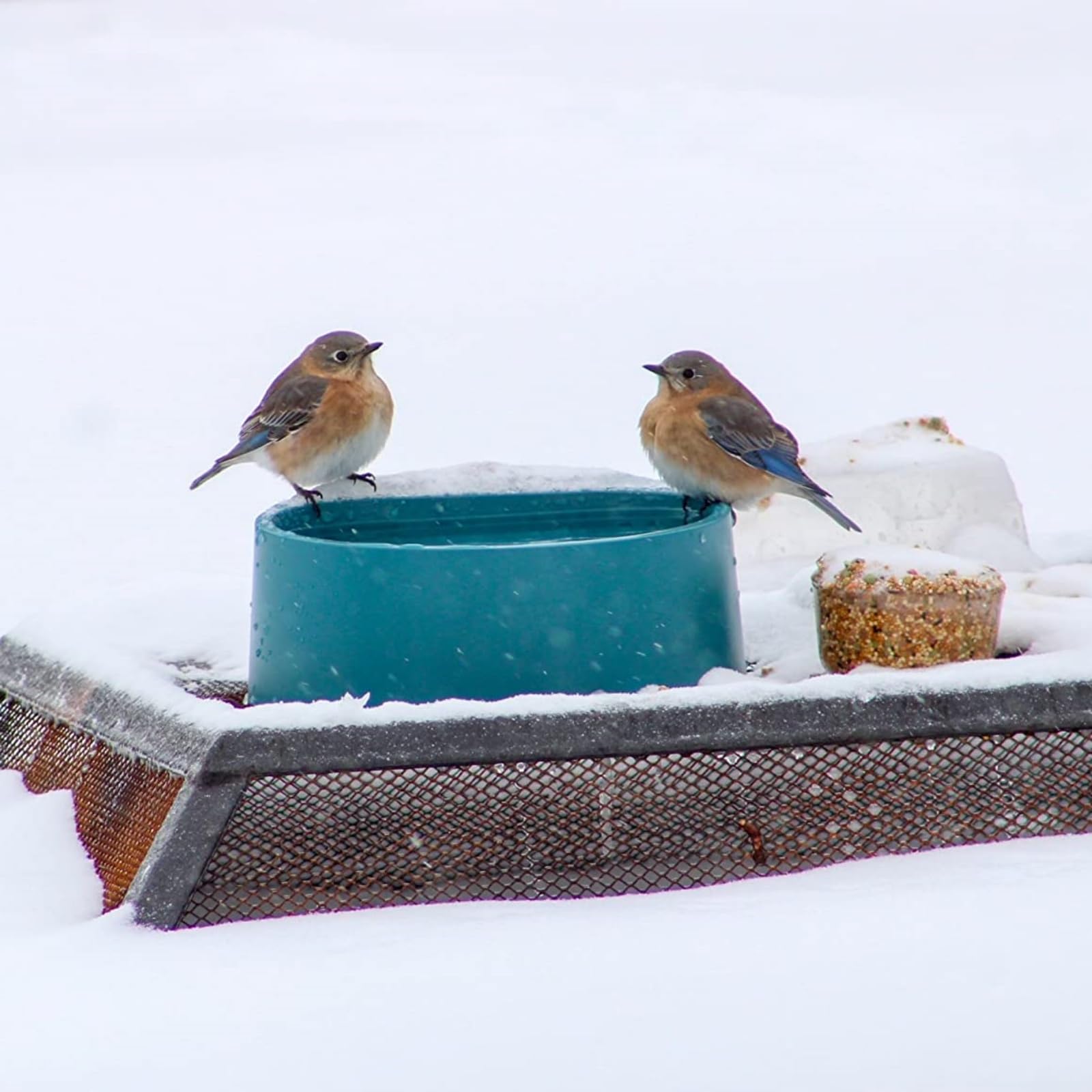 NAMSAN animals drinking from the heated bowl in frost.