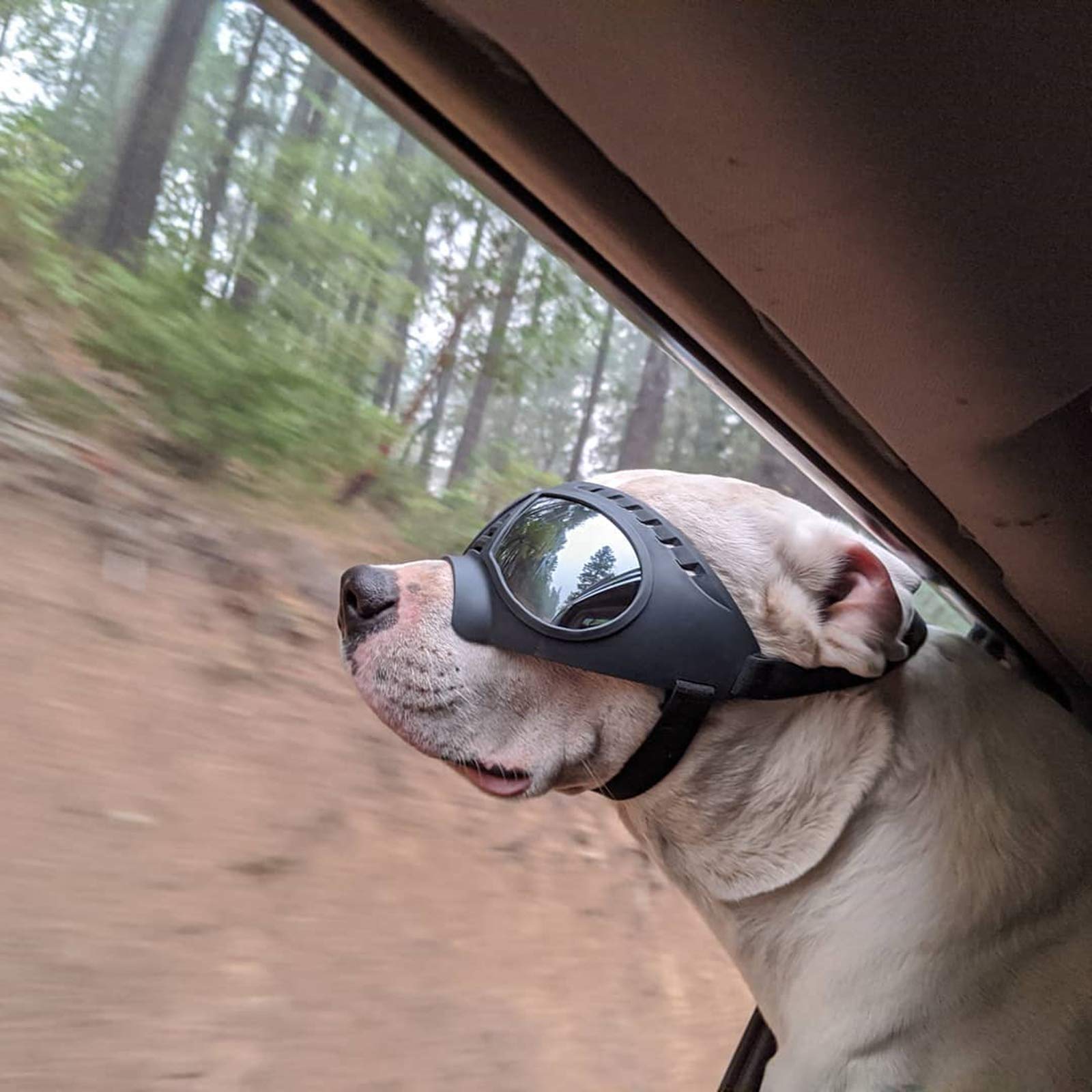 NAMSAN dog goggles for large breeds fit even Great Dane and Saint Bernard.