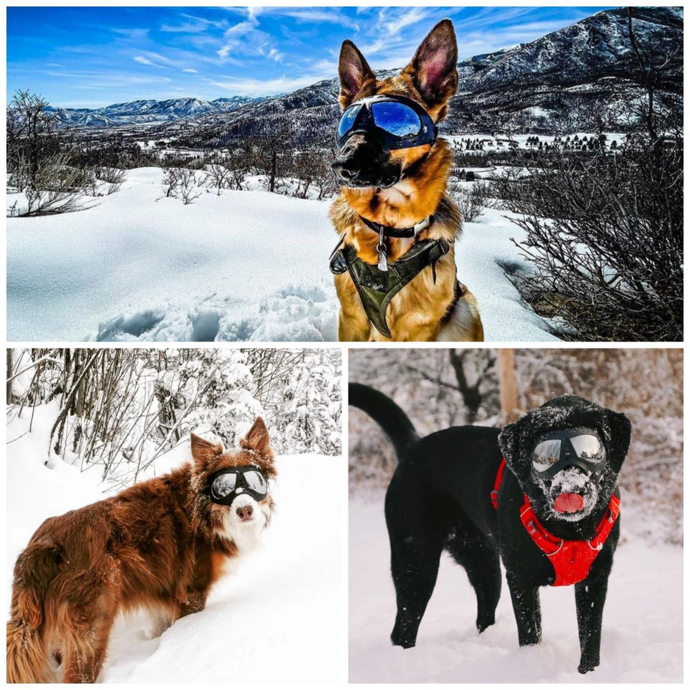 NAMSAN dog goggles wide coverage stay on large breeds during hikes.