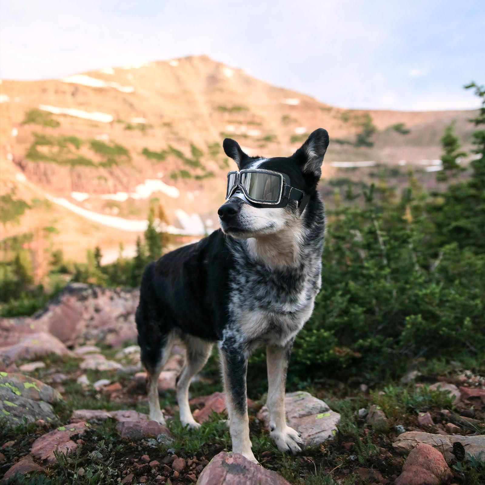 NAMSAN dog goggles wide-snout fit keeps large breeds comfortable during outdoor activities.