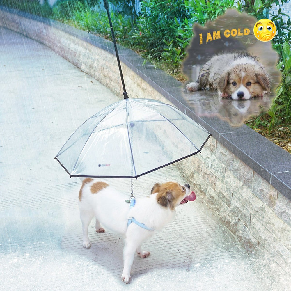 Paraguas NAMSAN para perro pequeño, ideal para salidas urbanas en lluvia.