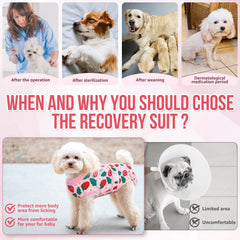 Nasjac Recovery Suit serves as cone-alternative to discourage licking while maintaining comfort.