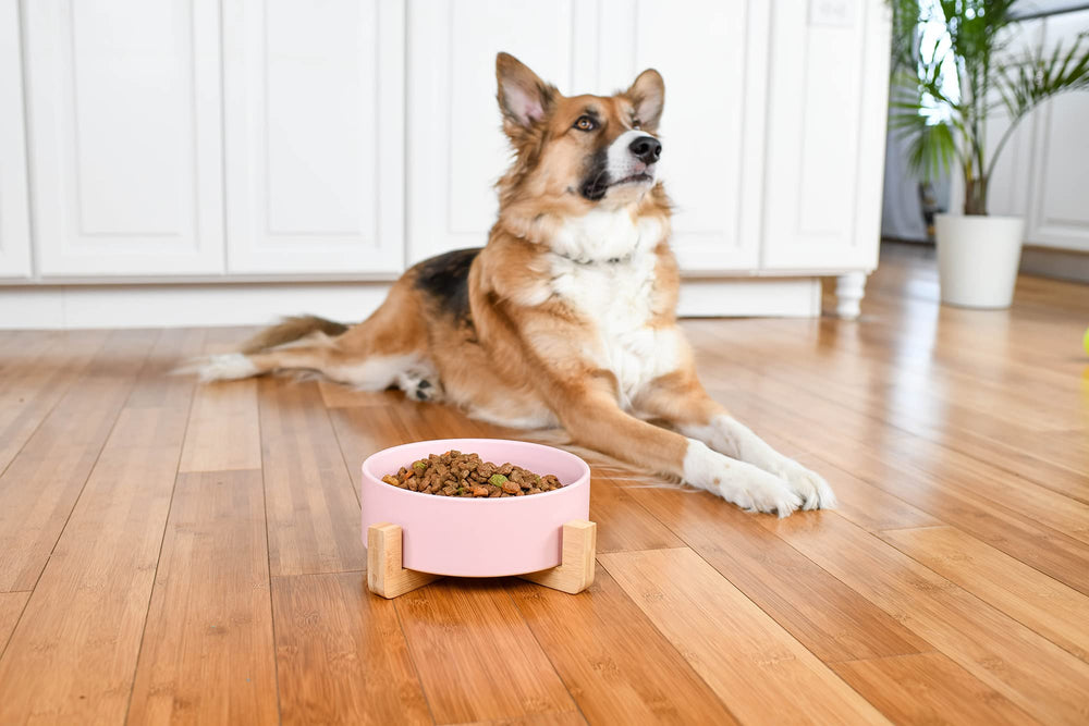 NAT AND JULES pink bowl with stand, gift-ready option for new pet owners.