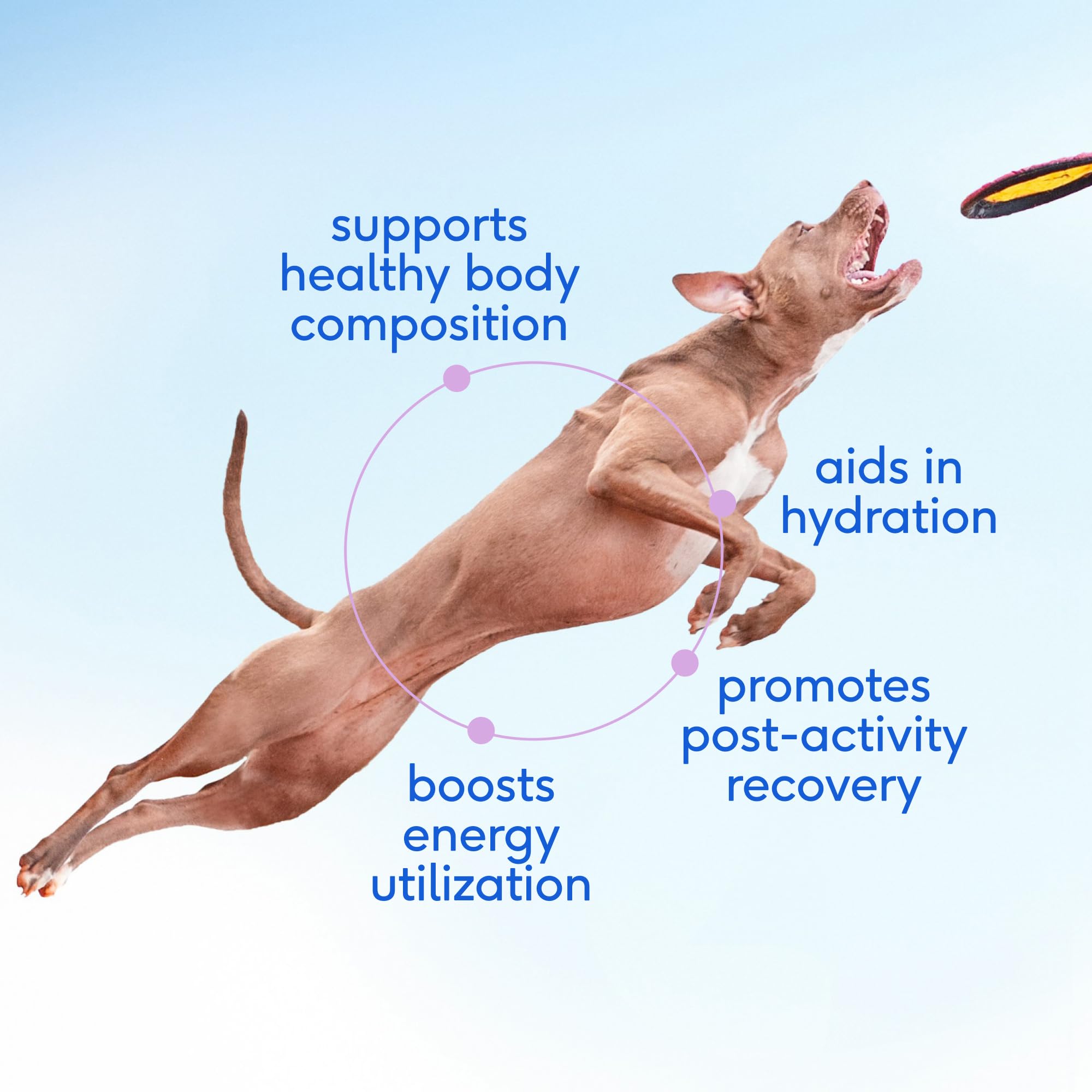 Native Pet Goat Milk Dog Hydration Topper enhances hydration and meal flavor