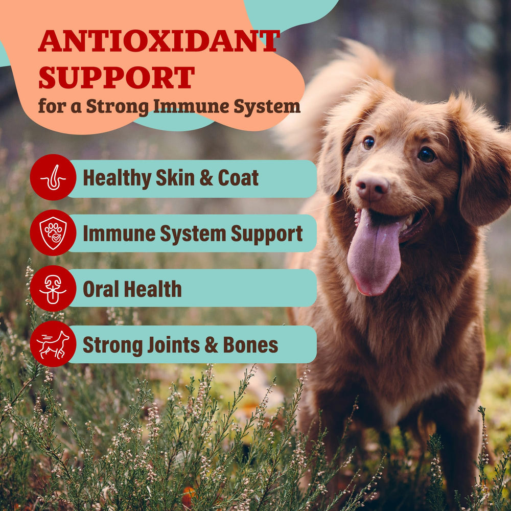 Natural Dog Company Antioxidant Berry Granules sprinkled on wet food for flavor