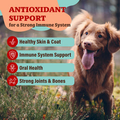 Natural Dog Company Antioxidant Berry Granules sprinkled on wet food for flavor