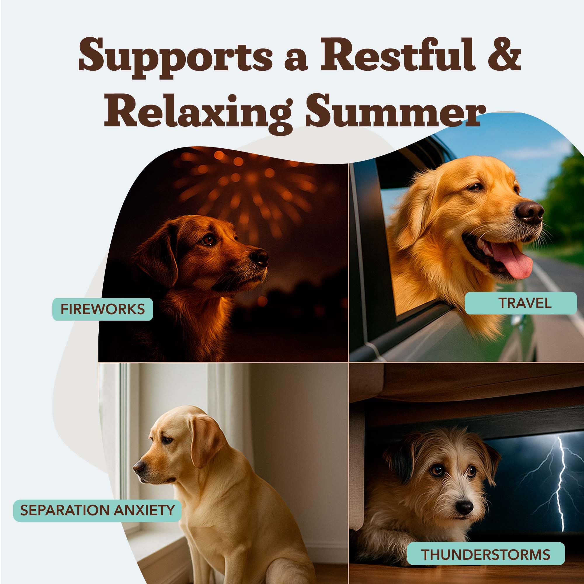 Natural Dog Company Calming Chews packaging shown, convenient for on-the-go pet stress management.