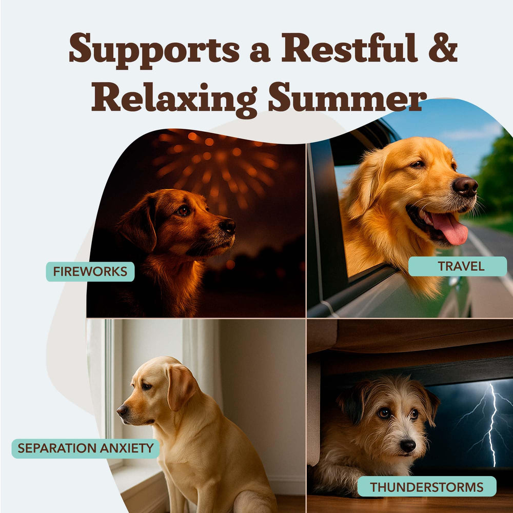 Natural Dog Company Calming Chews packaging shown, convenient for on-the-go pet stress management.