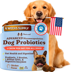 Natural Dog Company gut health chews bottle promotes daily digestive support for all dogs.