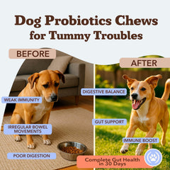 Natural Dog Company probiotics chews packaging showcases grain-free formula for sensitive stomachs.