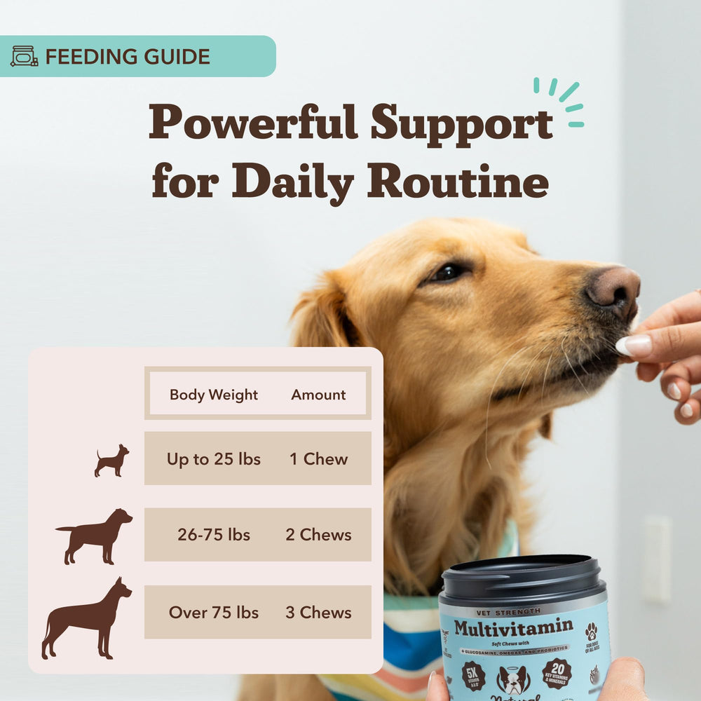 Natural Dog Company Vet Strength omega-rich salmon oil for shiny coat.