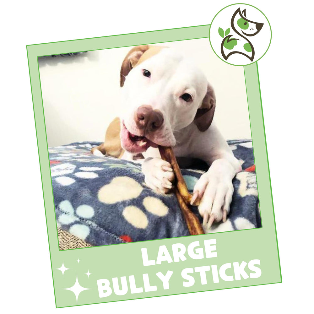 Nature Gnaws Large Bully Sticks natural snack, low-odor and enticing beef flavor.