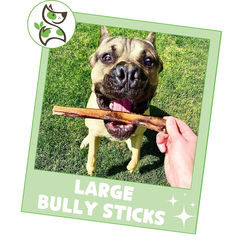 Nature Gnaws Large Bully Sticks pack shot, highlighting 15-count value for busy dogs.