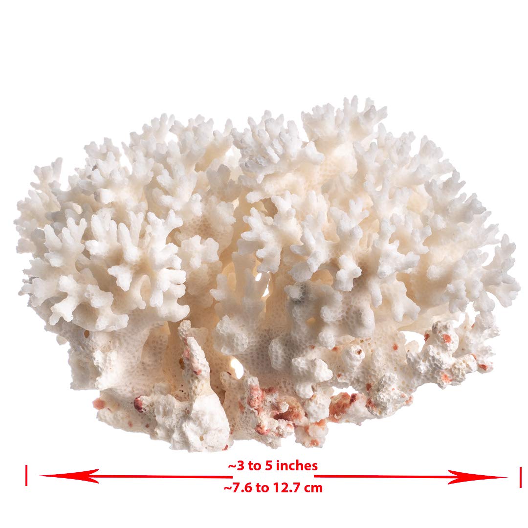 Nautical Crush Trading lace coral in tank display for decorative aquariums