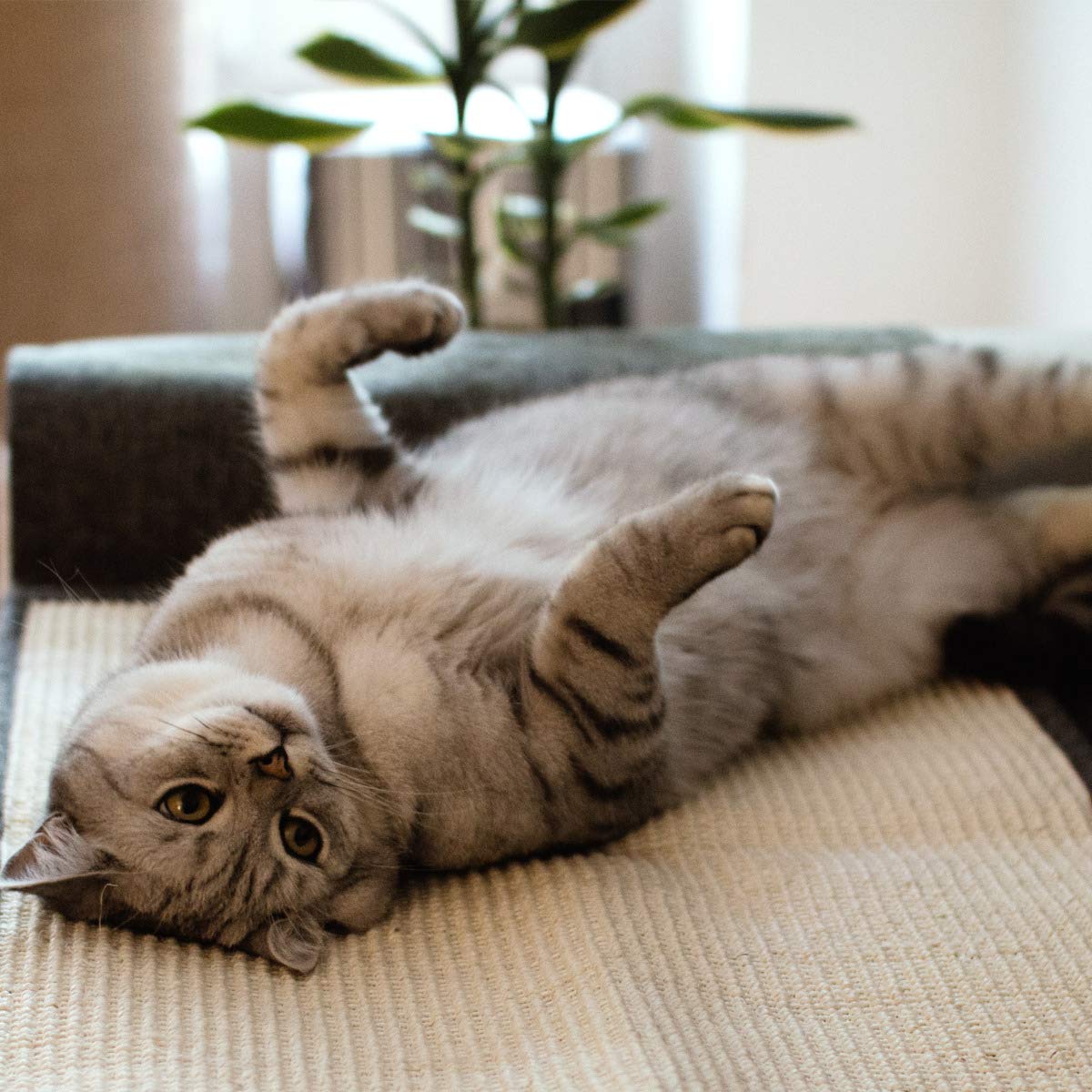 Navaris 2X Cat Scratch Mats stair-protection for pet-safe homes.