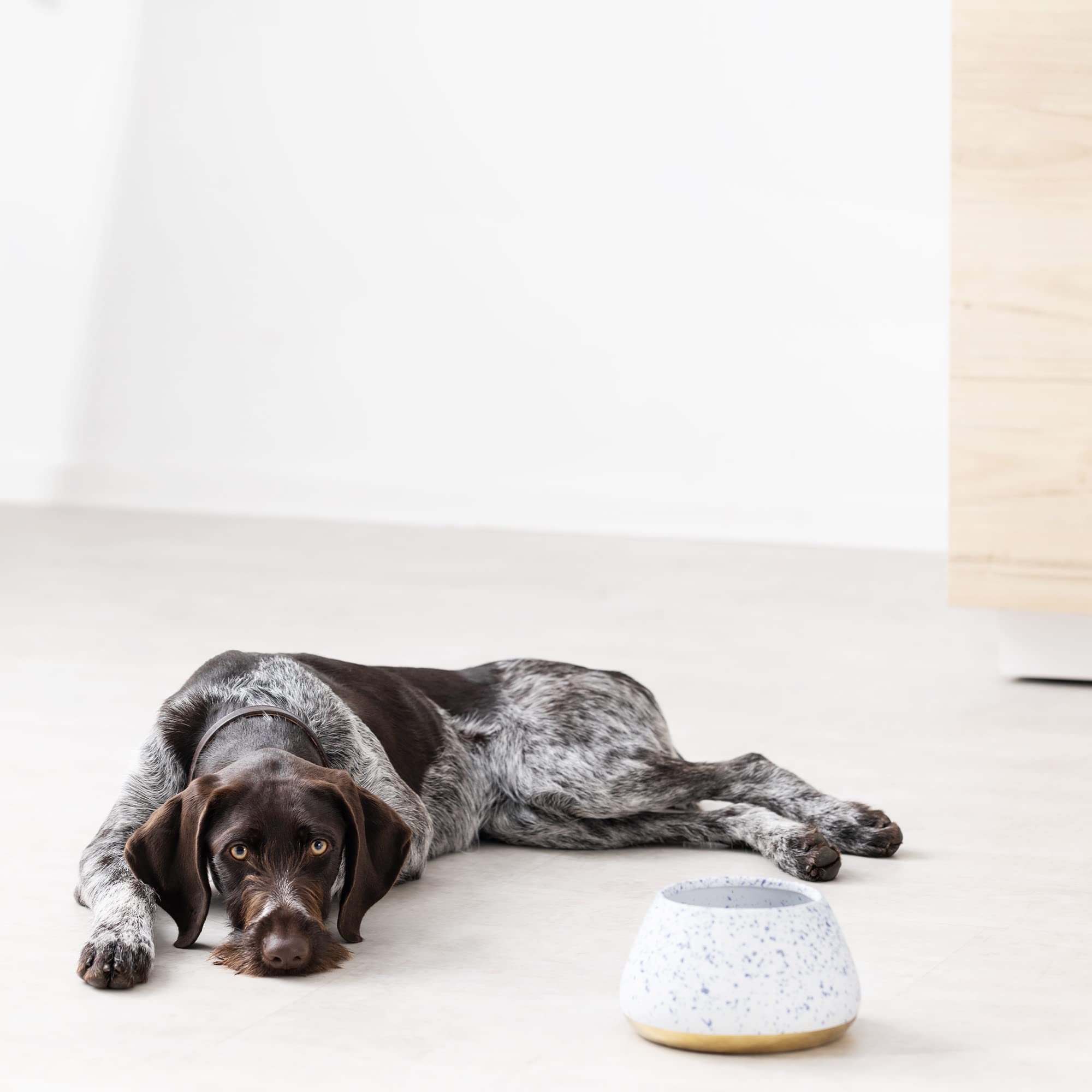 Navaris 7.8-inch square bowl fits small to medium dogs.