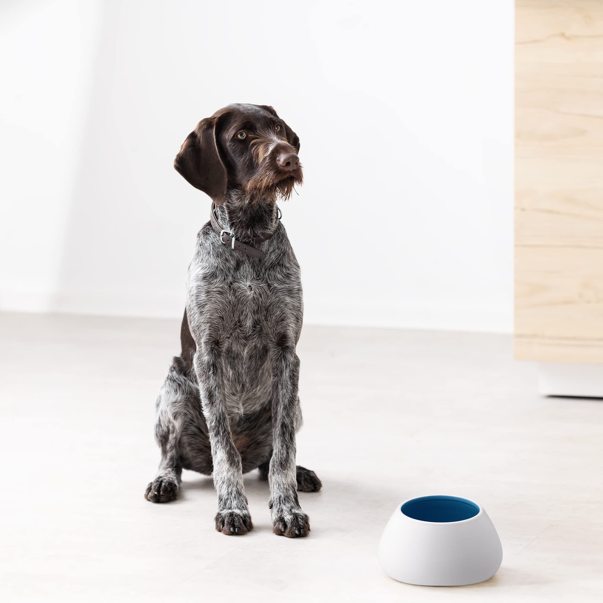 Navaris ceramic dog bowl dishwasher-safe for easy post-meal cleanup