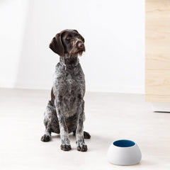 Navaris ceramic dog bowl dishwasher-safe for easy post-meal cleanup
