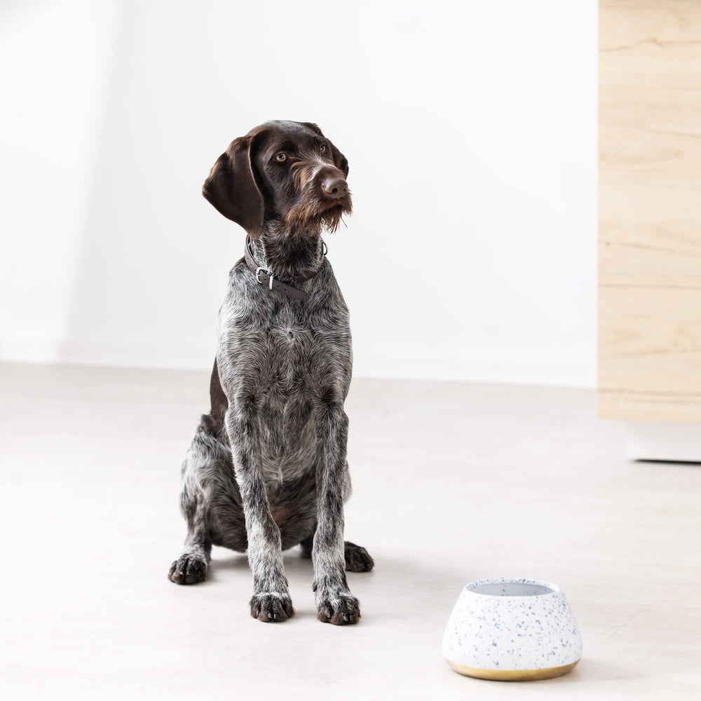 Navaris stoneware dog bowl offers sturdy everyday use.