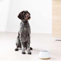 Navaris stoneware dog bowl offers sturdy everyday use.