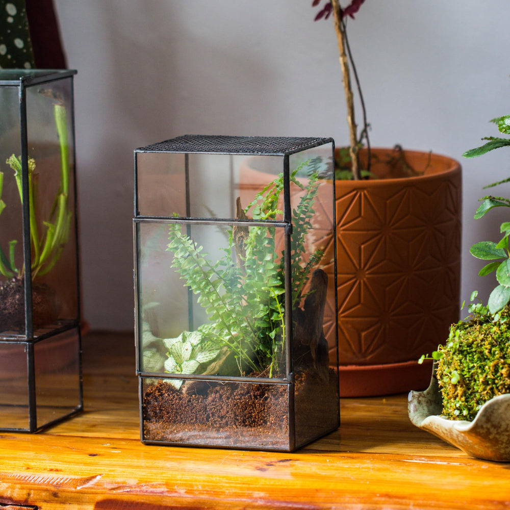 NCYP black tabletop terrarium ready for tabletop display.