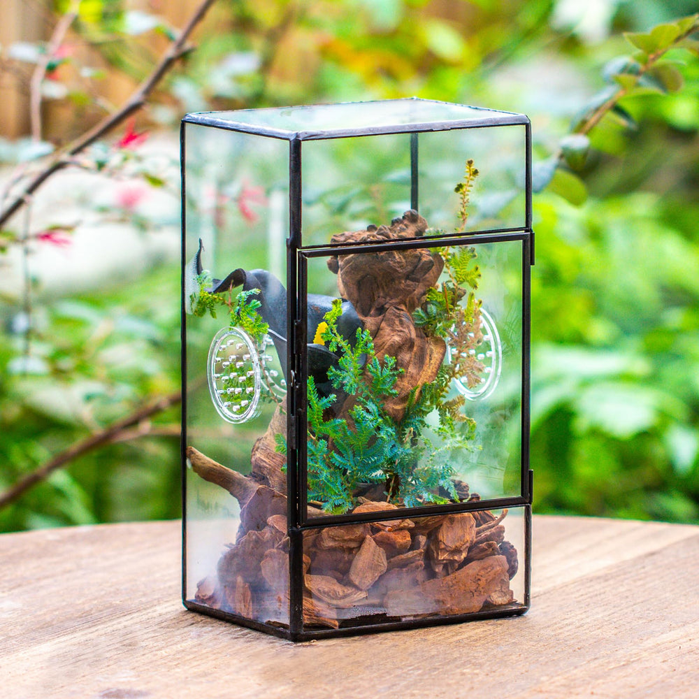 NCYP easy-clean glass terrarium supports quick maintenance and pristine viewing.