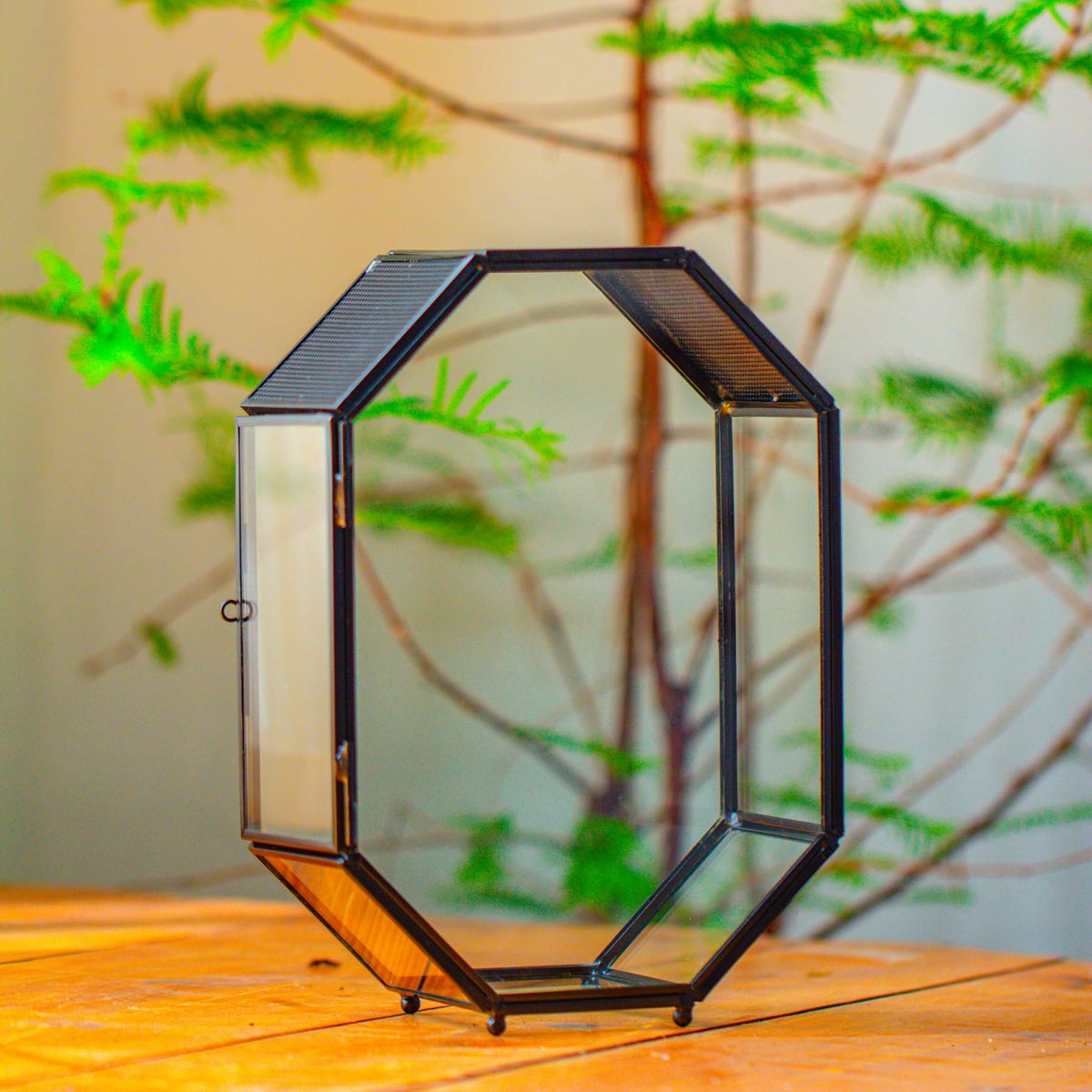 NCYP glass enclosure terrarium octagon for small insects offers clear viewing