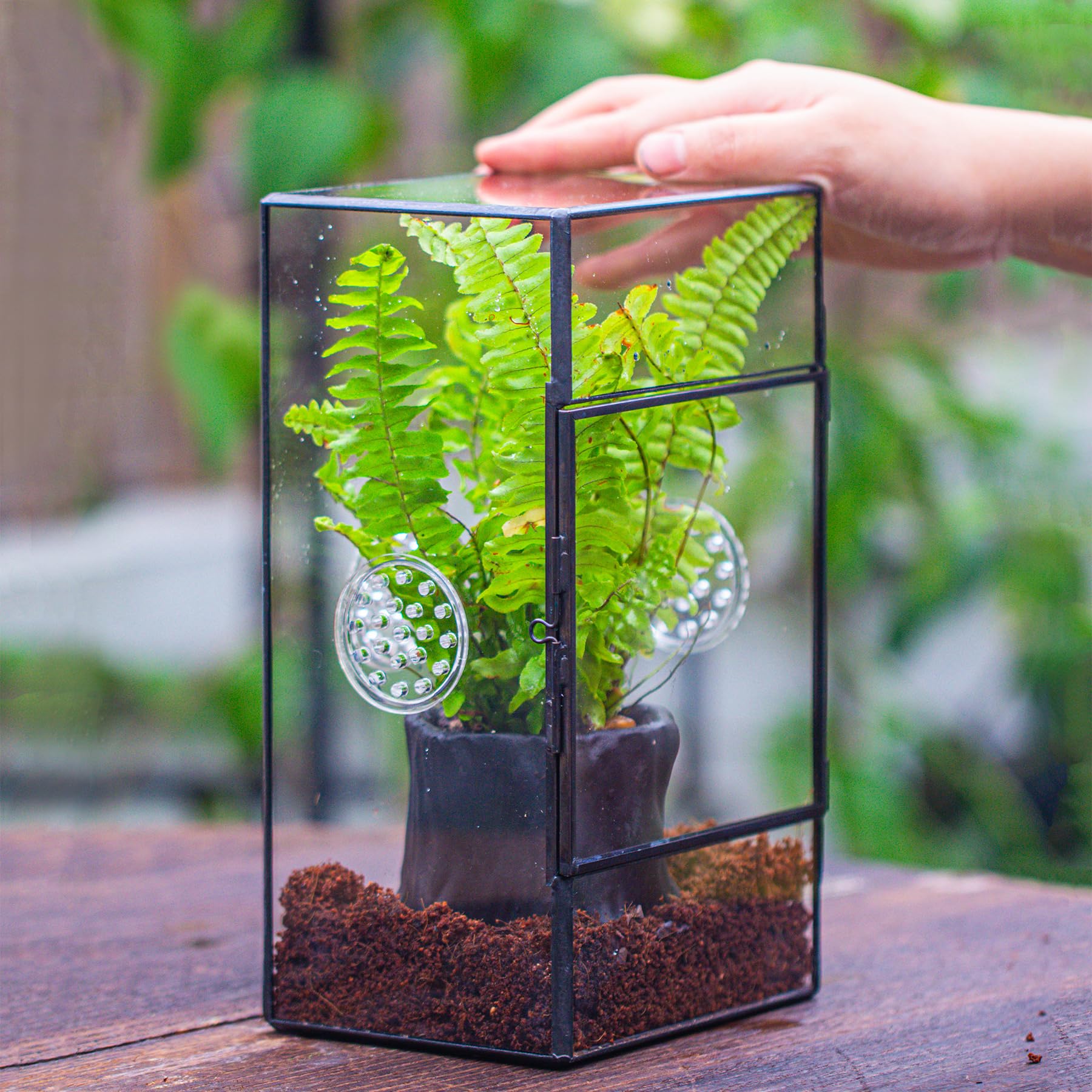 NCYP glass terrarium adds natural office decor and viewing space.