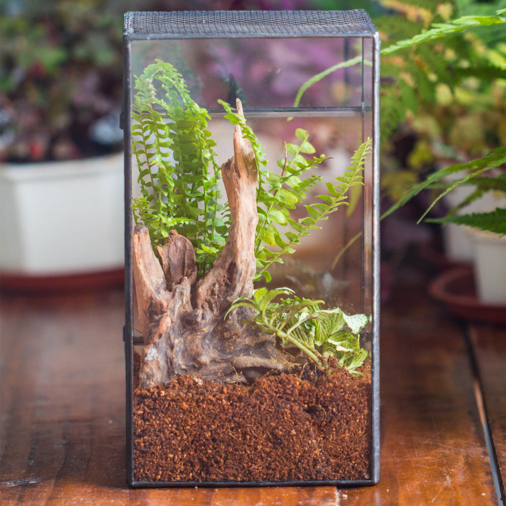 NCYP glass terrarium shown on office or living room desk for ambiance.