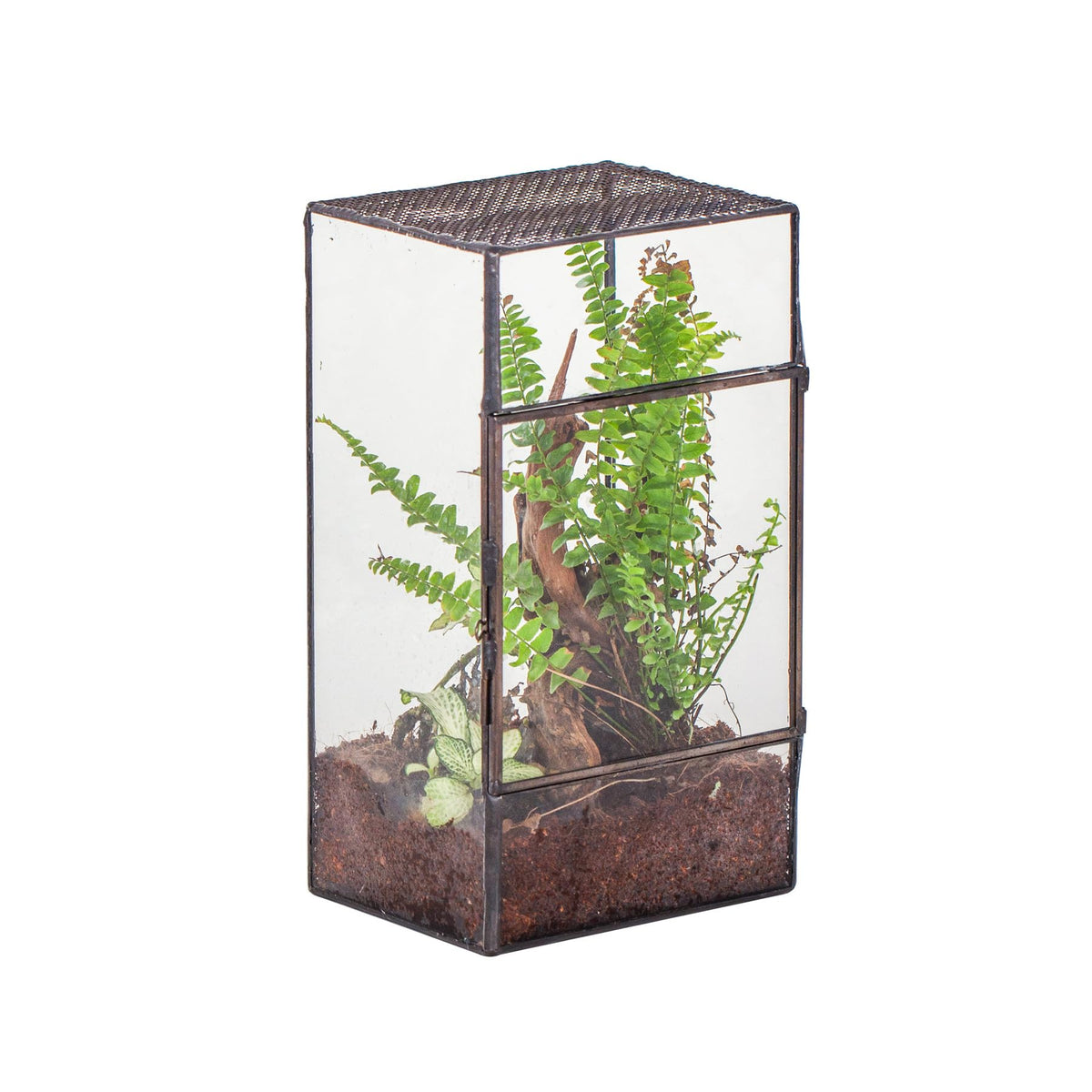 NCYP glass terrarium with side door for easy access and display.