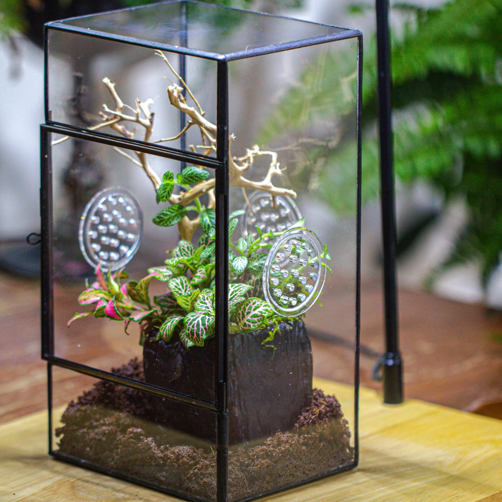 NCYP jumping spider habitat close-up shows clear glass and accessible entry.