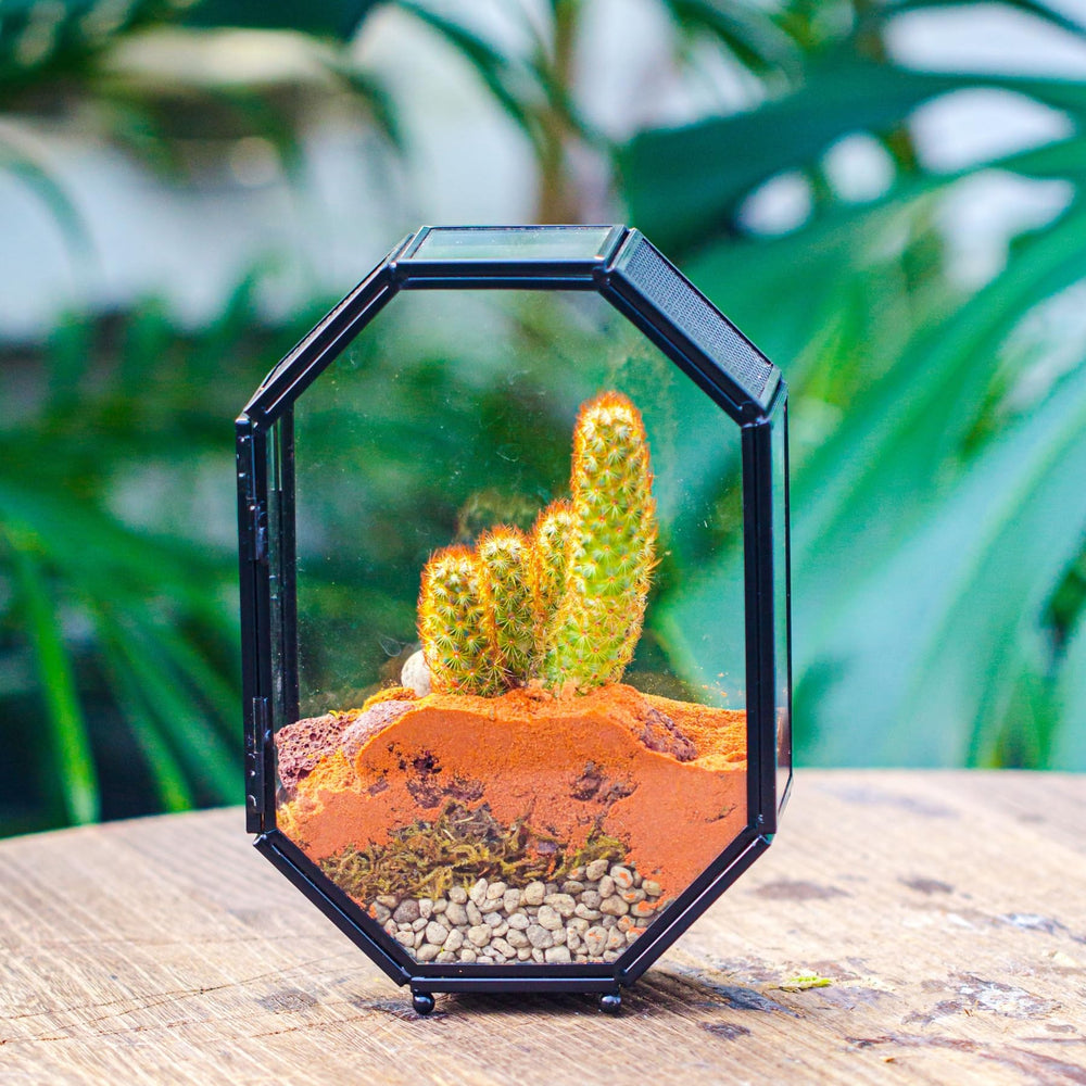 NCYP mini glass terrarium front-panel clear view emphasizes plant landscapes