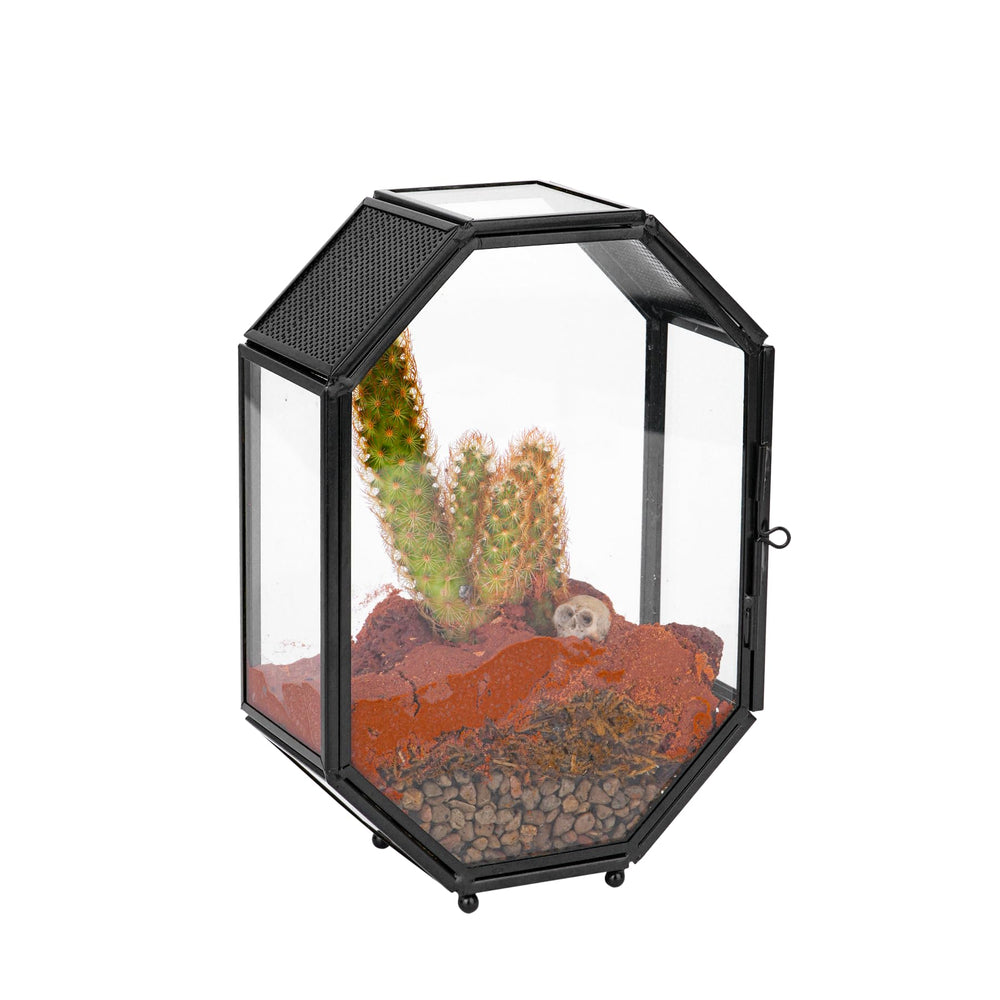 NCYP mini glass terrarium octagon view showcases compact desktop decor for succulents and tiny insects