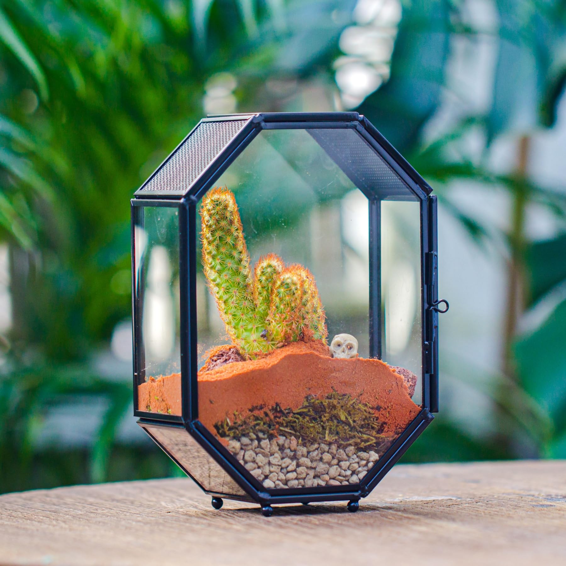 NCYP mini glass terrarium office-decor centerpiece elevates desks or shelves