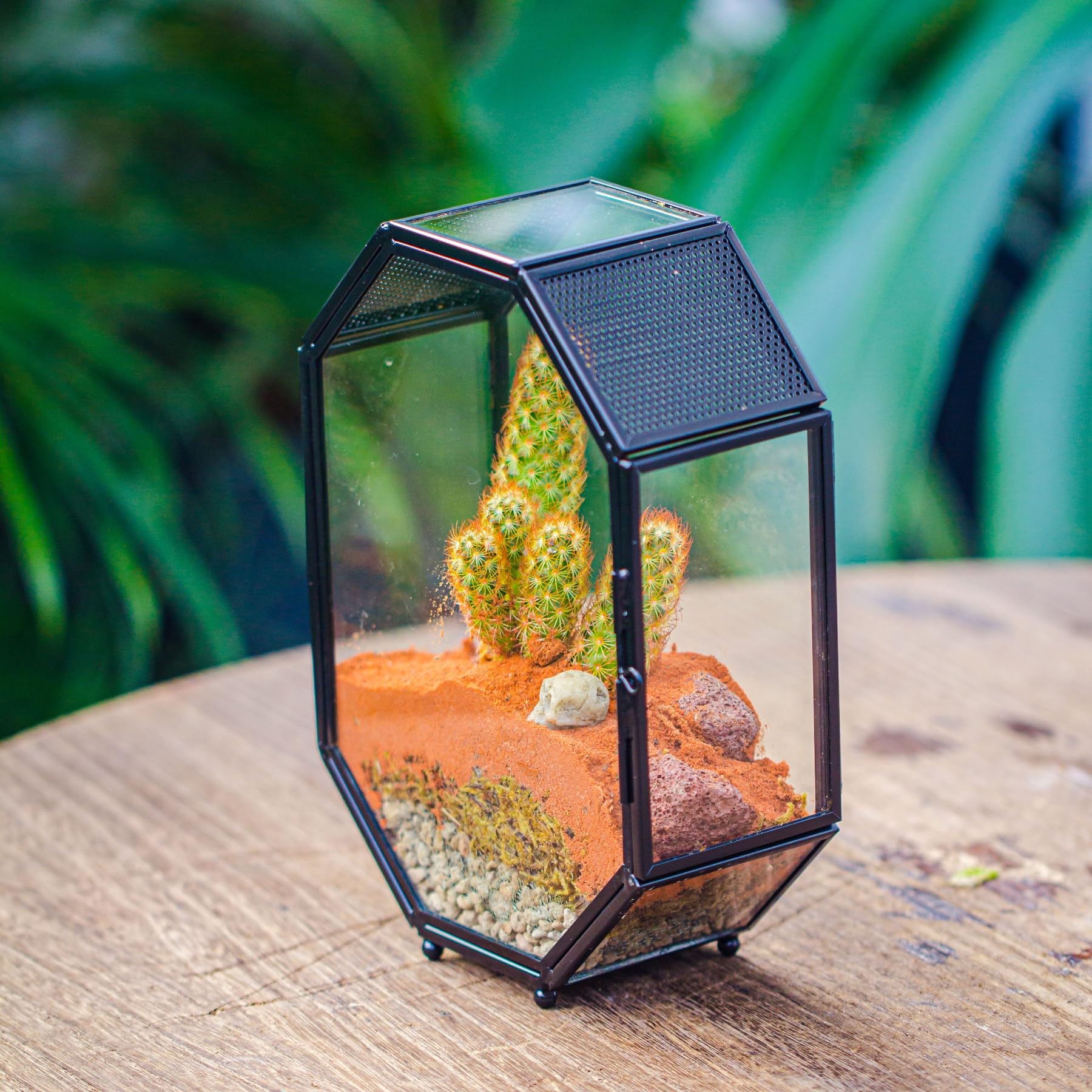 NCYP mini glass terrarium succulent-cactus setup pairs plants with modern black finish