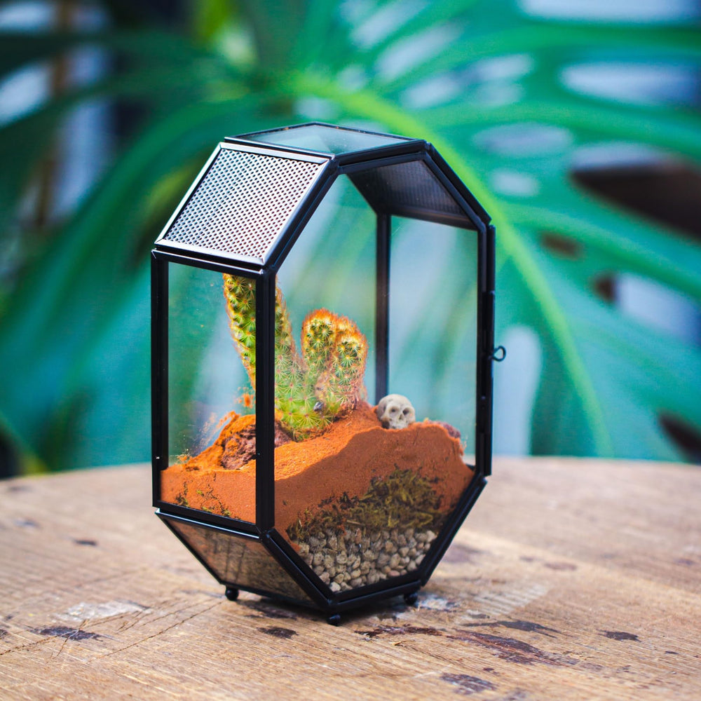 NCYP mini glass terrarium vent-roof closeup highlights airflow and spider-friendly design