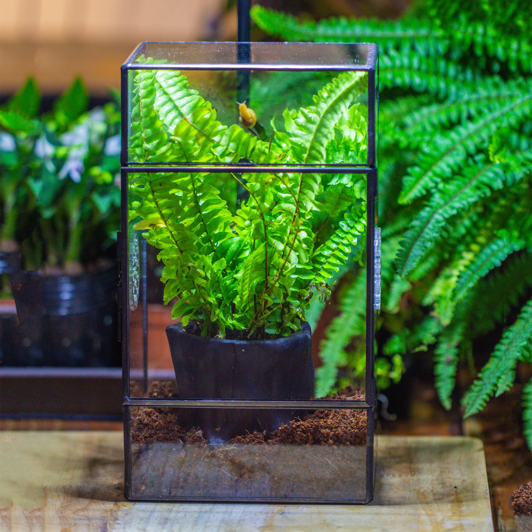 NCYP not-waterproof terrarium guidance to use a moisture layer for setup.