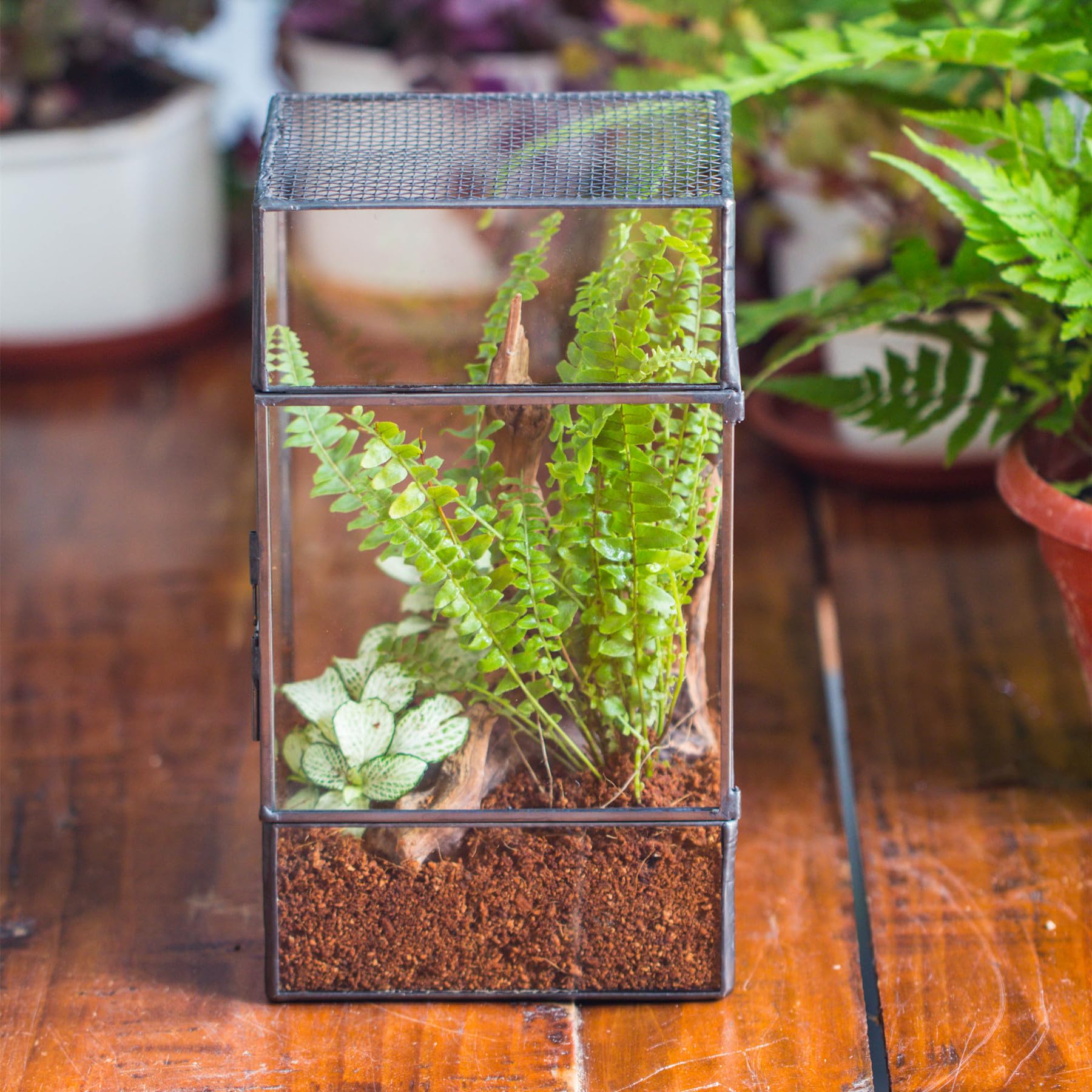NCYP rectangle glass terrarium dimensions 5.1x3.9x9 inches for compact spaces.