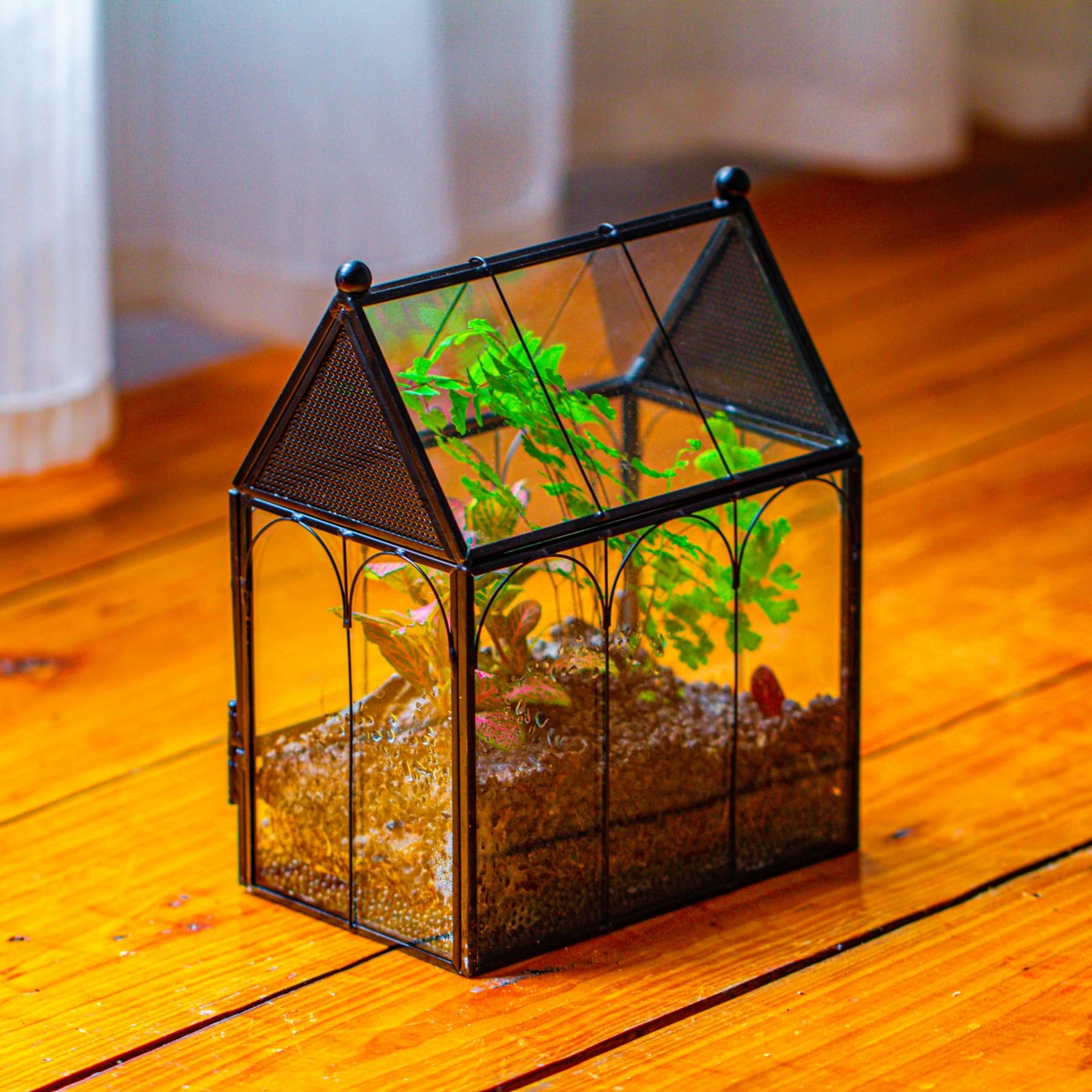 NCYP terrarium black finish complements modern interior decor.