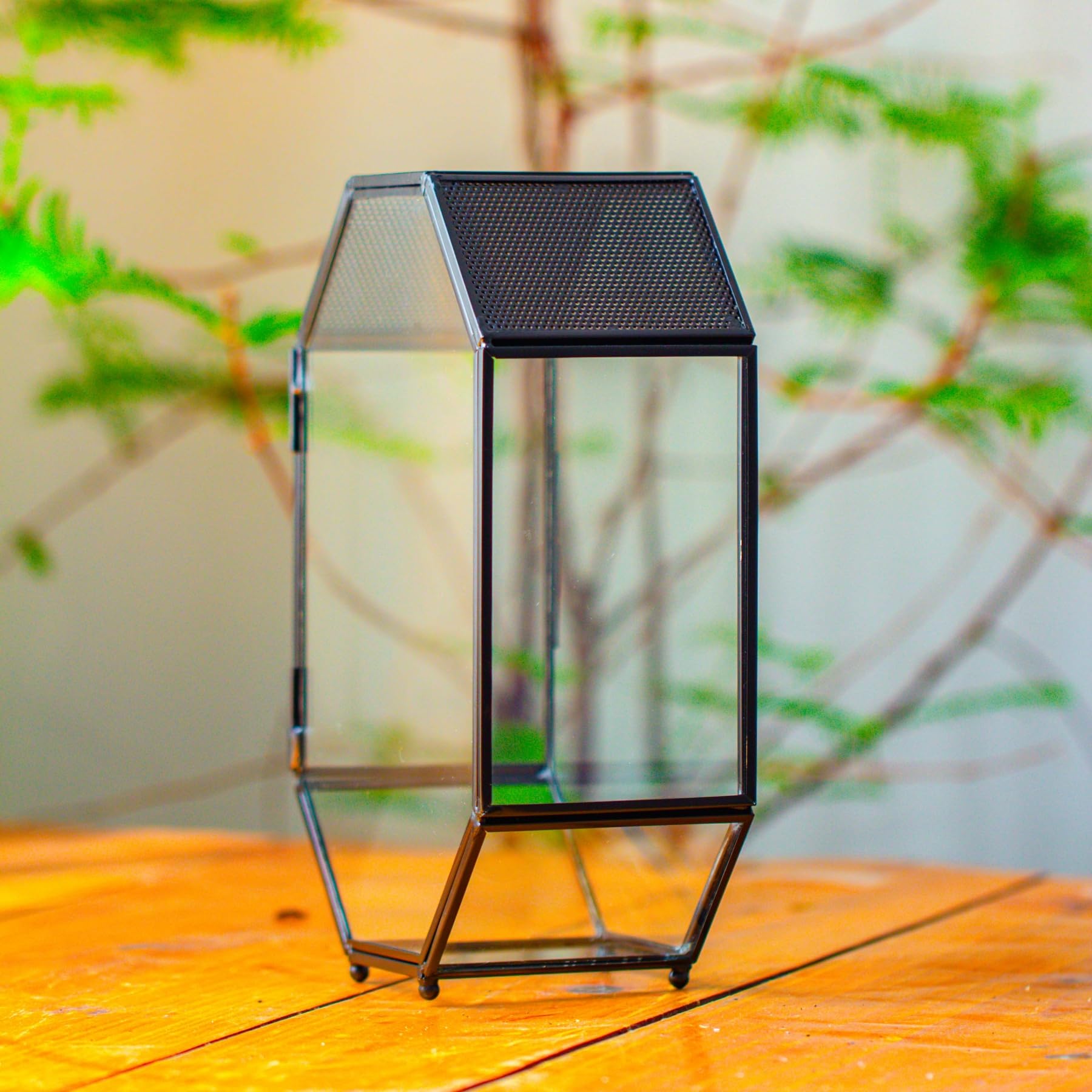 NCYP terrarium displaying small succulents for decorative setups