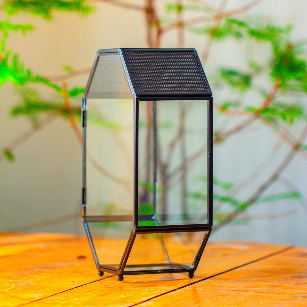 NCYP terrarium displaying small succulents for decorative setups