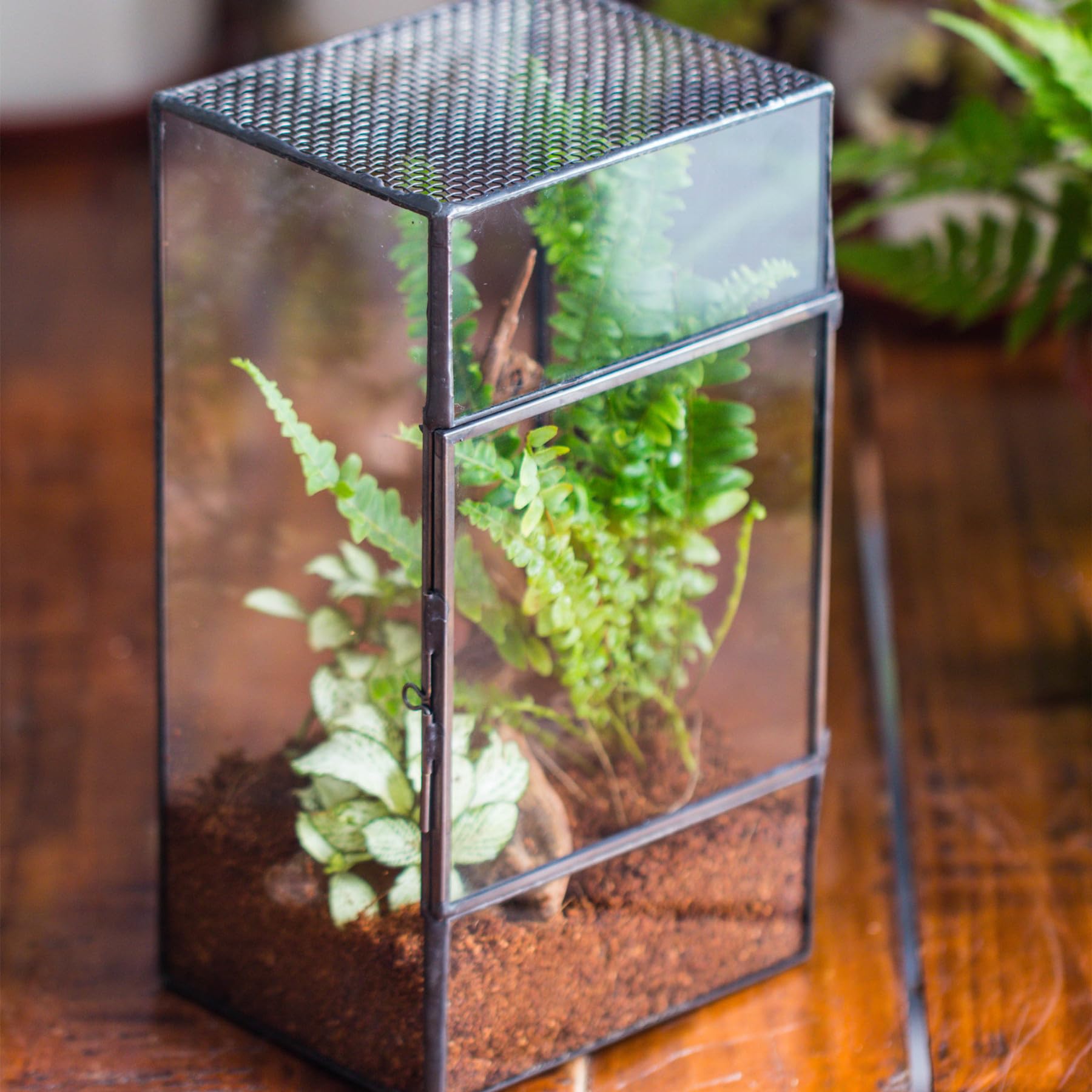 NCYP terrarium with easy-clean access for quick maintenance.
