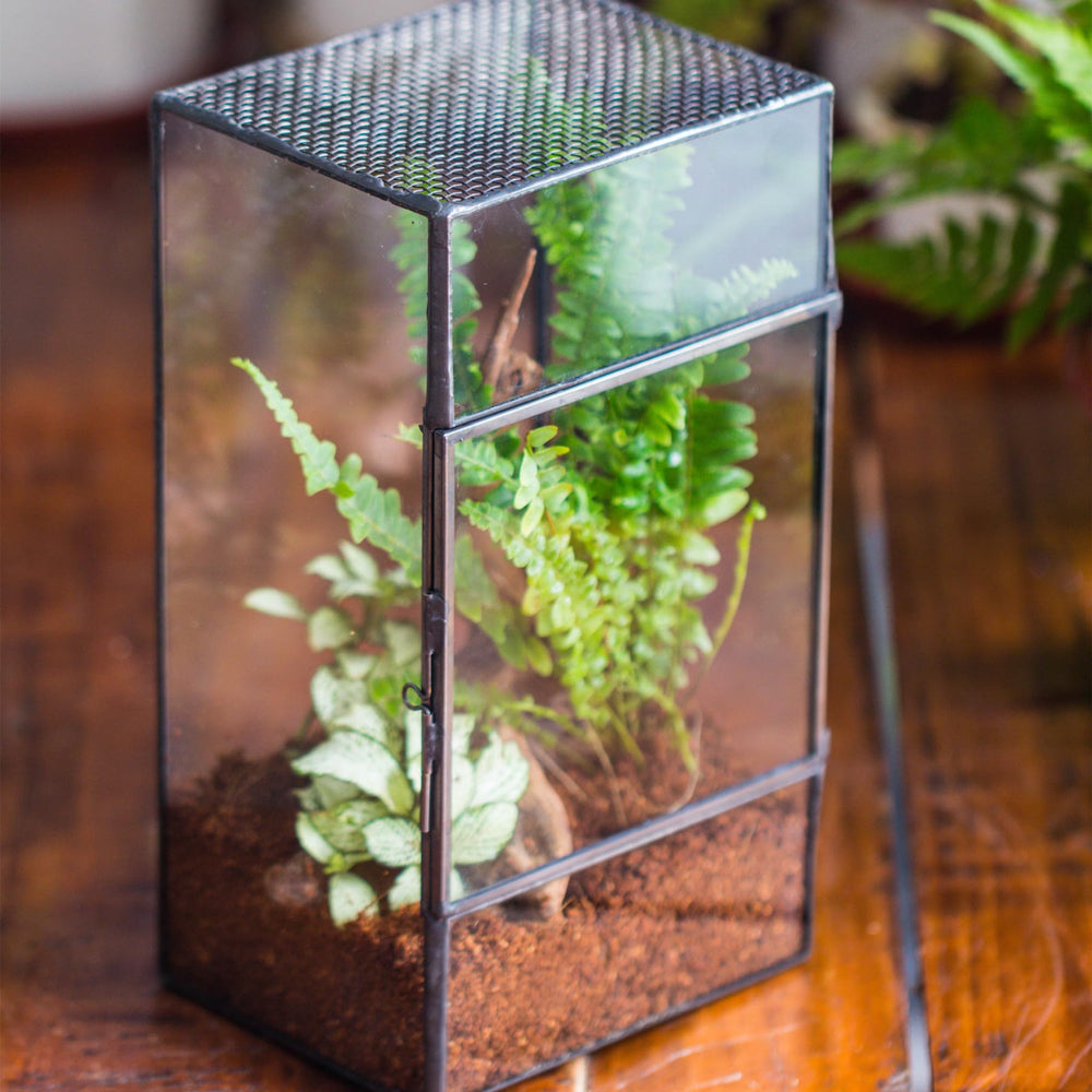 NCYP terrarium with easy-clean access for quick maintenance.