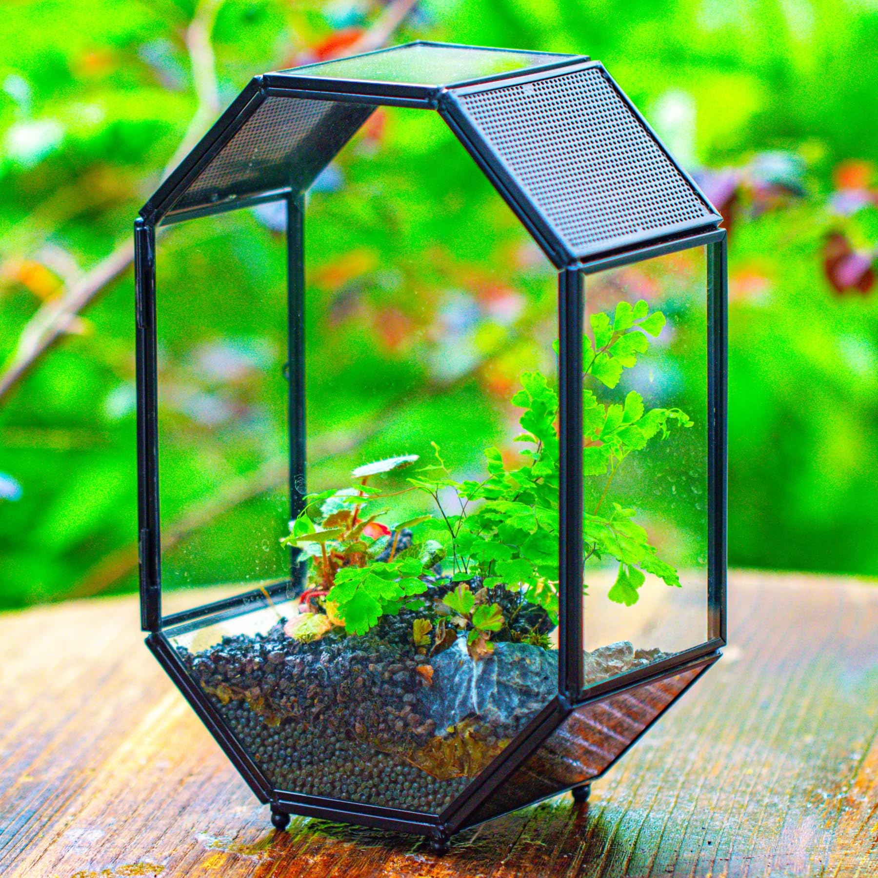 NCYP terrarium with metal mesh vents on the roof for airflow