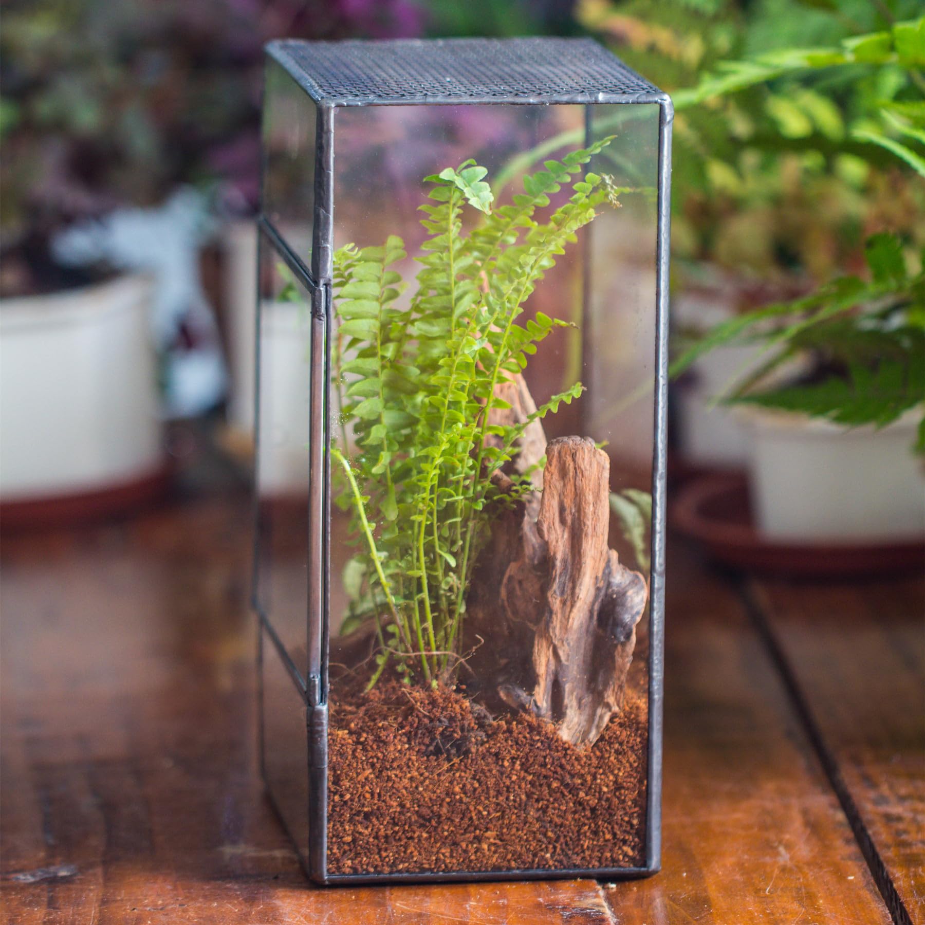 NCYP terrarium used as small insect habitat and decorative display.