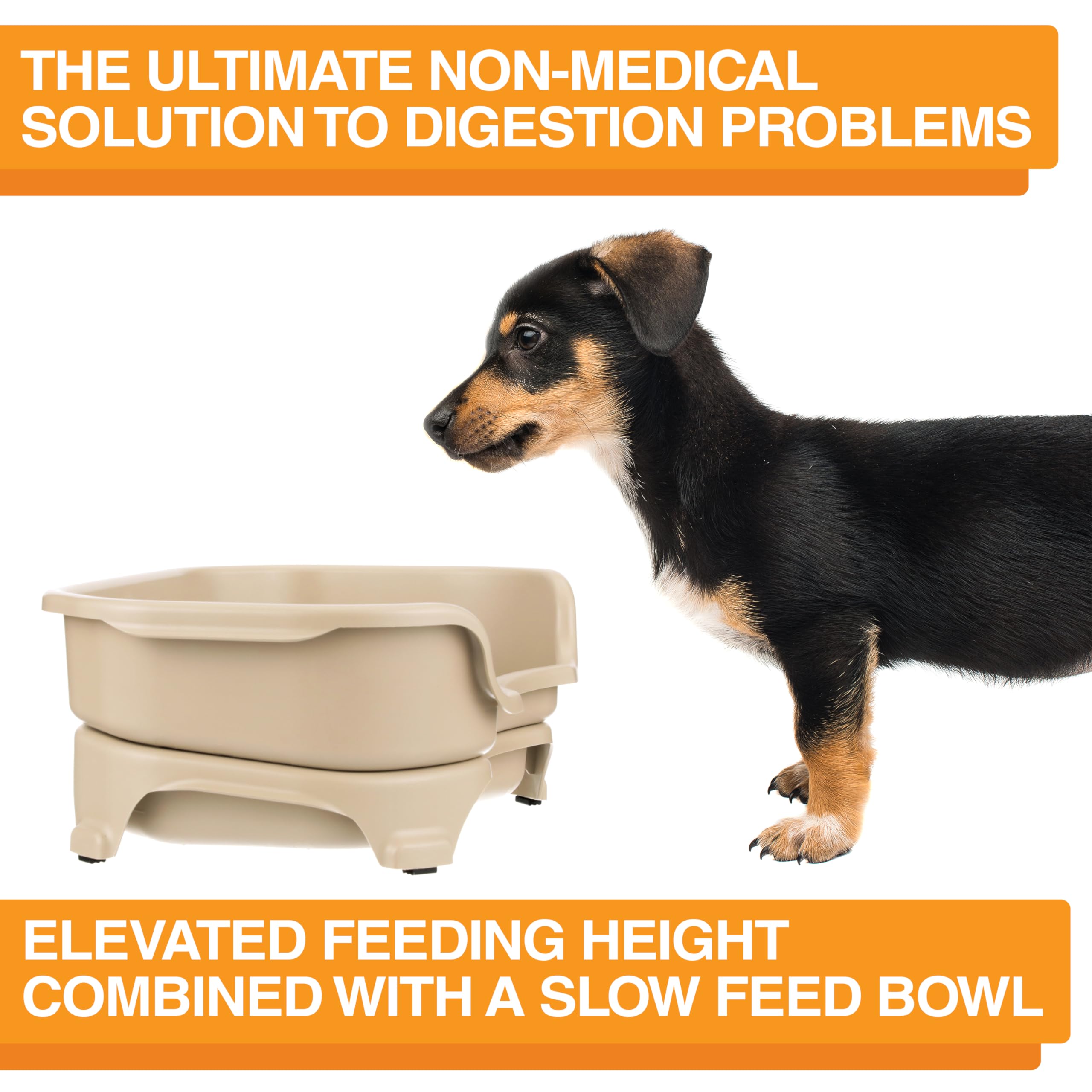 Neater Feeder Express almond finish blends with home decor while supporting organized feeding.