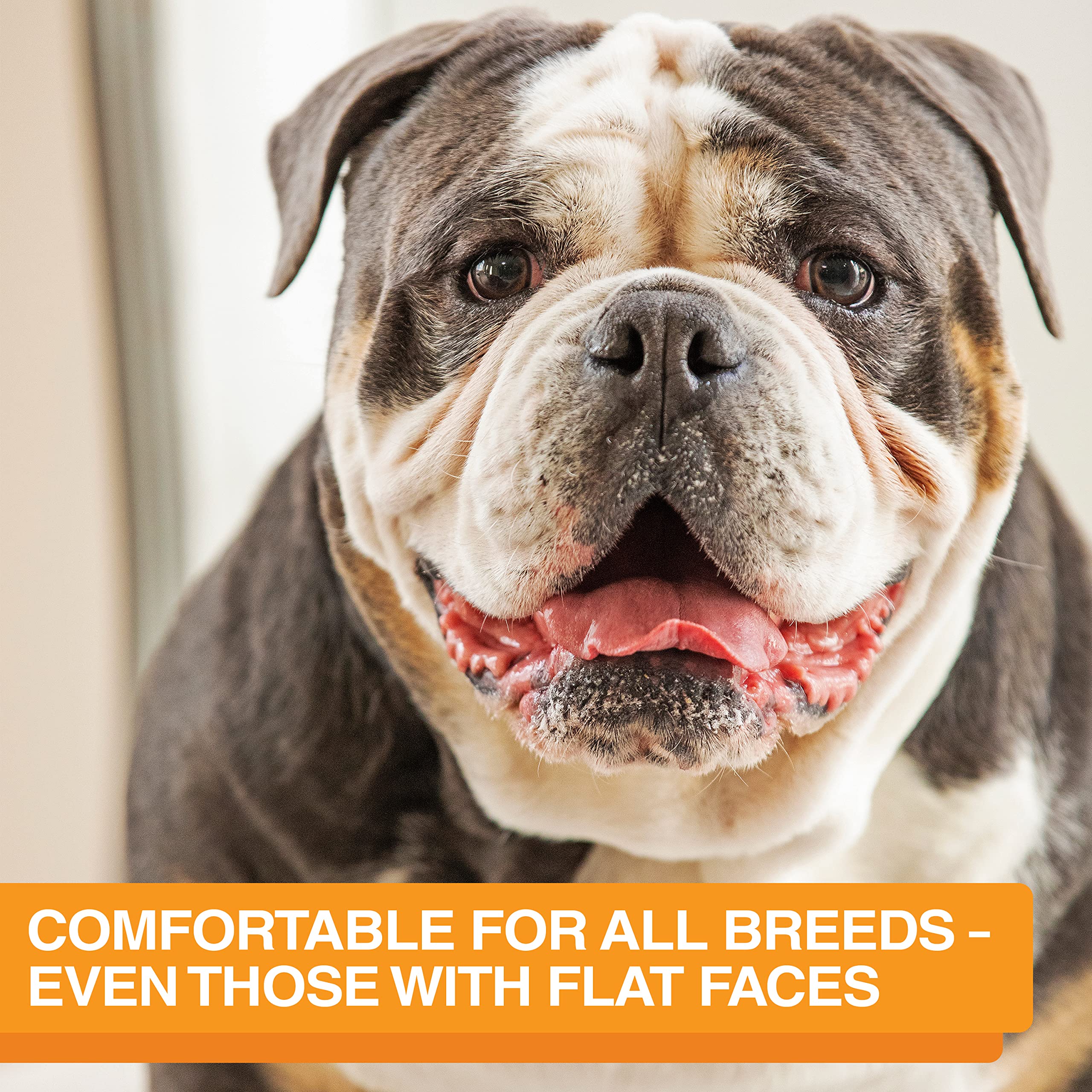 Neater Feeder Express dimensions show a wide, stable stand for larger breeds.